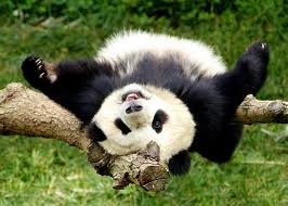 panda