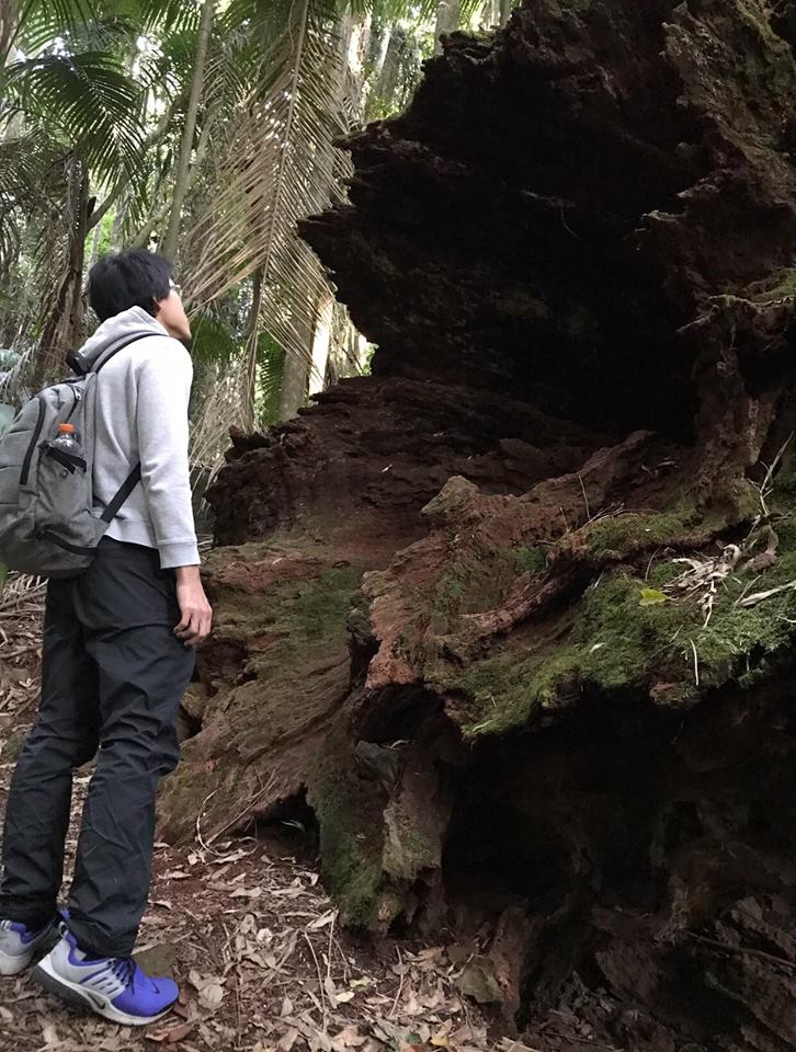 Get a great view of Rotary Lookout, Tamborine Mountain